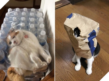 Xét về độ chơi ngu lấy tiếng thì không ai qua được các bé này! 15