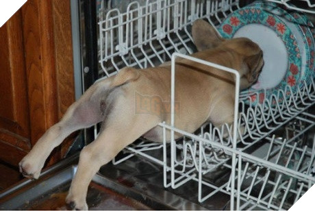 Xét về độ chơi ngu lấy tiếng thì không ai qua được các bé này! 16