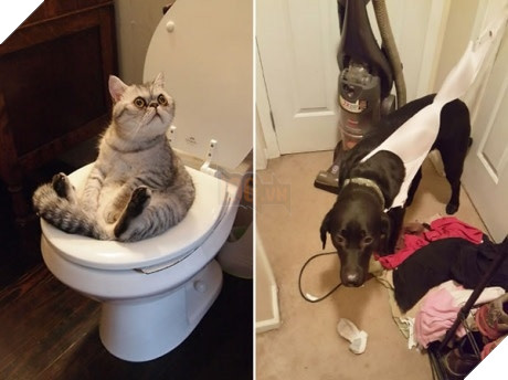 Xét về độ chơi ngu lấy tiếng thì không ai qua được các bé này! 17