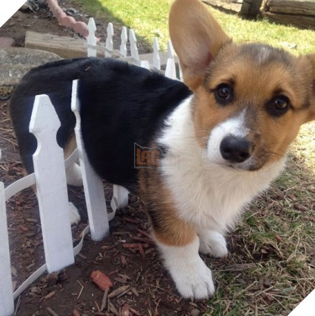 Xét về độ chơi ngu lấy tiếng thì không ai qua được các bé này! 18