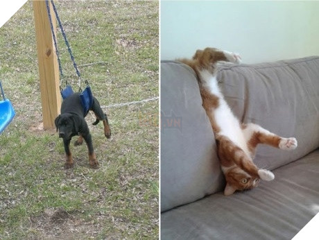 Xét về độ chơi ngu lấy tiếng thì không ai qua được các bé này! 19