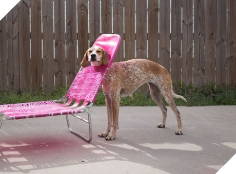 Xét về độ chơi ngu lấy tiếng thì không ai qua được các bé này! 20