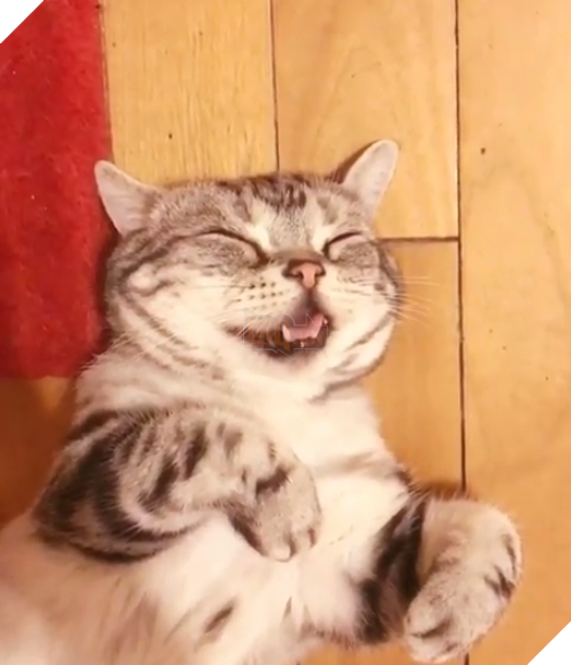 Chú mèo mặt mũi ‘bí xị’ được mệnh danh là ‘buồn nhất thế giới’, cuối cùng nó cũng nở nụ cười… 31