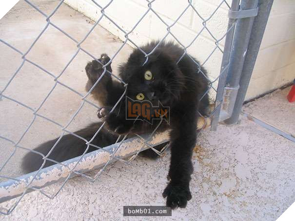 Mèo cưng biết cậu chủ nhỏ bị sốt rất khó chịu nên làm hành động này, cha mẹ bé liền chớp cơ hội chụp ngay 20