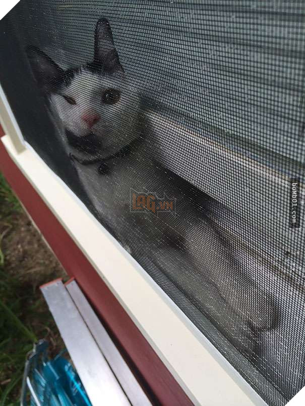 Mèo cưng biết cậu chủ nhỏ bị sốt rất khó chịu nên làm hành động này, cha mẹ bé liền chớp cơ hội chụp ngay 30