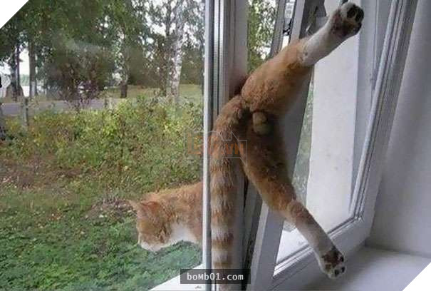 Mèo cưng biết cậu chủ nhỏ bị sốt rất khó chịu nên làm hành động này, cha mẹ bé liền chớp cơ hội chụp ngay 18