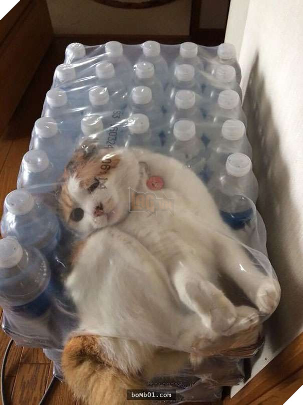 Mèo cưng biết cậu chủ nhỏ bị sốt rất khó chịu nên làm hành động này, cha mẹ bé liền chớp cơ hội chụp ngay 9