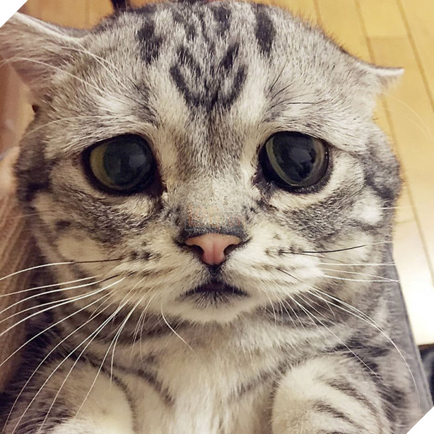 Mách bạn nhiều hơn 95 dễ thương hình mèo cute mới nhất - Tin Học Vui