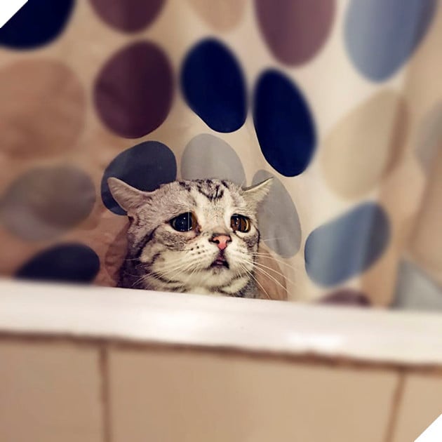 "Thế giới buồn nhất" siêu Meng mèo, và cuối cùng "anh ấy cuối cùng cười hạnh phúc" bạn bè trái tim ấm áp!