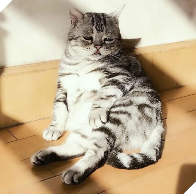 "Thế giới buồn nhất" siêu Meng mèo, và cuối cùng "anh ấy cuối cùng cười hạnh phúc" bạn bè trái tim ấm áp!