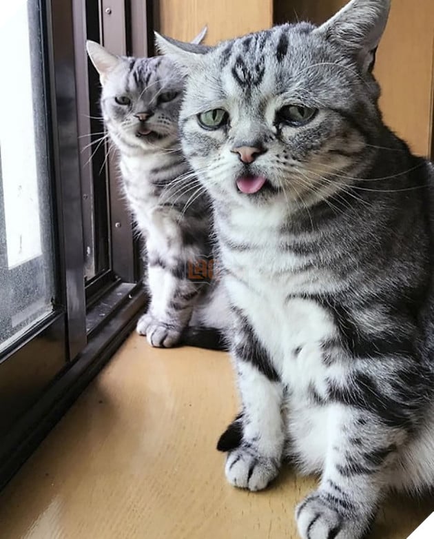 "Thế giới buồn nhất" siêu Meng mèo, và cuối cùng "anh ấy cuối cùng cười hạnh phúc" bạn bè trái tim ấm áp!