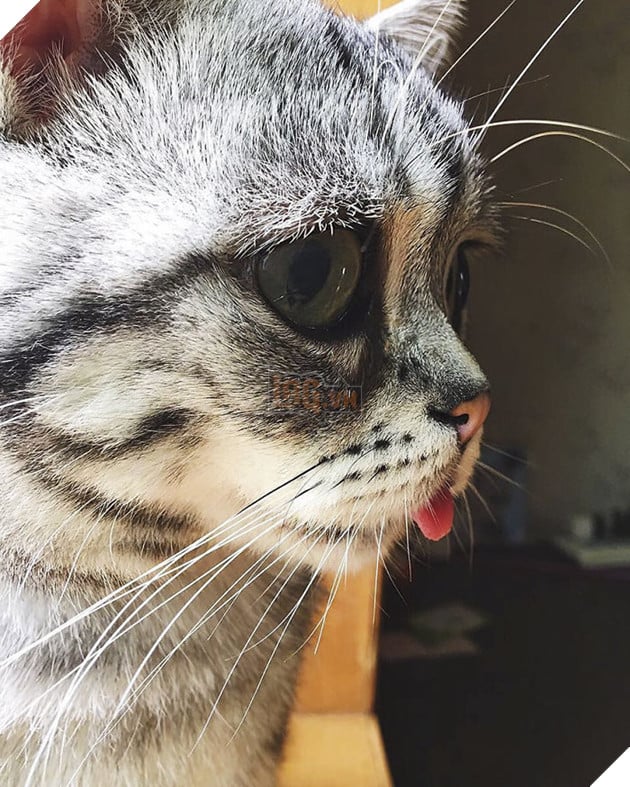 "Thế giới buồn nhất" siêu Meng mèo, và cuối cùng "anh ấy cuối cùng cười hạnh phúc" bạn bè trái tim ấm áp!