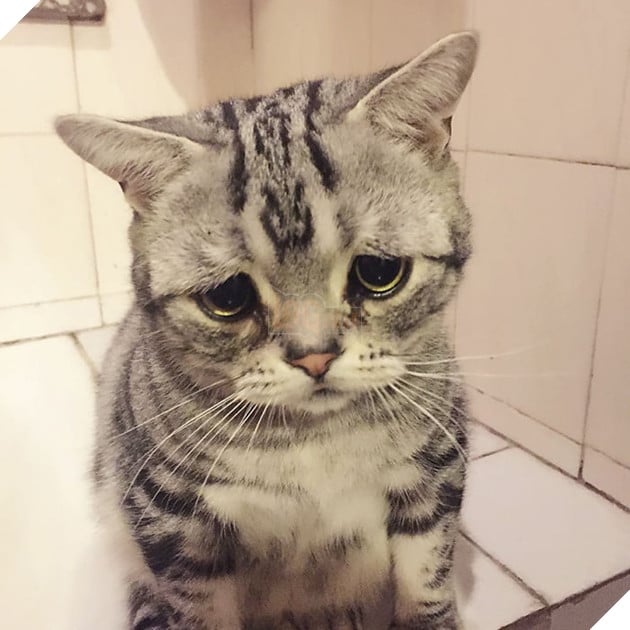 "Thế giới buồn nhất" siêu Meng mèo, và cuối cùng "anh ấy cuối cùng cười hạnh phúc" bạn bè trái tim ấm áp!