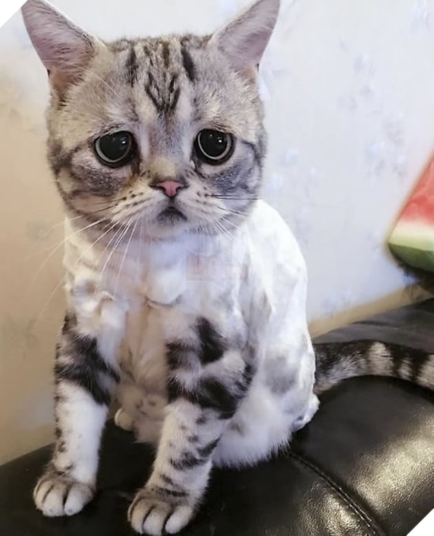 "Thế giới buồn nhất" siêu Meng mèo, và cuối cùng "anh ấy cuối cùng cười hạnh phúc" bạn bè trái tim ấm áp!