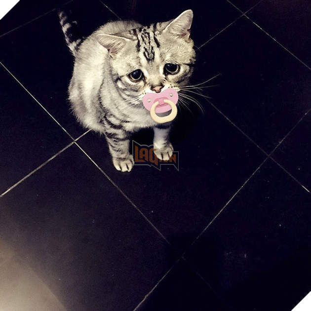 "Thế giới buồn nhất" siêu Meng mèo, và cuối cùng "anh ấy cuối cùng cười hạnh phúc" bạn bè trái tim ấm áp!