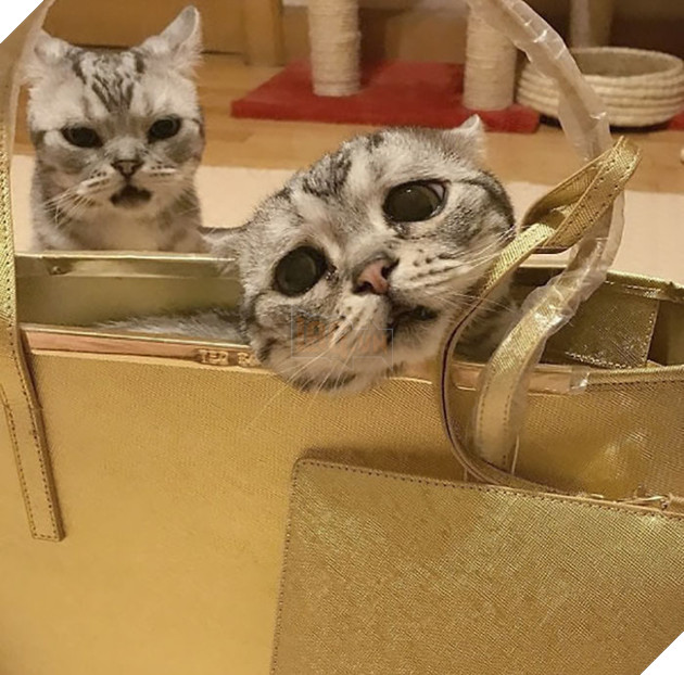 "Thế giới buồn nhất" siêu Meng mèo, và cuối cùng "anh ấy cuối cùng cười hạnh phúc" bạn bè trái tim ấm áp!