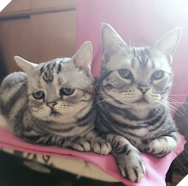 "Thế giới buồn nhất" siêu Meng mèo, và cuối cùng "anh ấy cuối cùng cười hạnh phúc" bạn bè trái tim ấm áp!