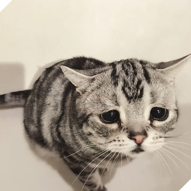 "Thế giới buồn nhất" siêu Meng mèo, và cuối cùng "anh ấy cuối cùng cười hạnh phúc" bạn bè trái tim ấm áp!