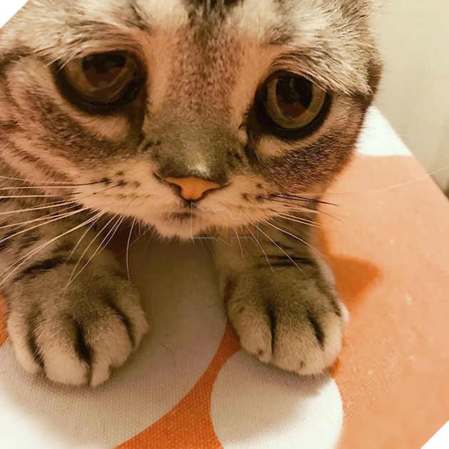 "Thế giới buồn nhất" siêu Meng mèo, và cuối cùng "anh ấy cuối cùng cười hạnh phúc" bạn bè trái tim ấm áp!