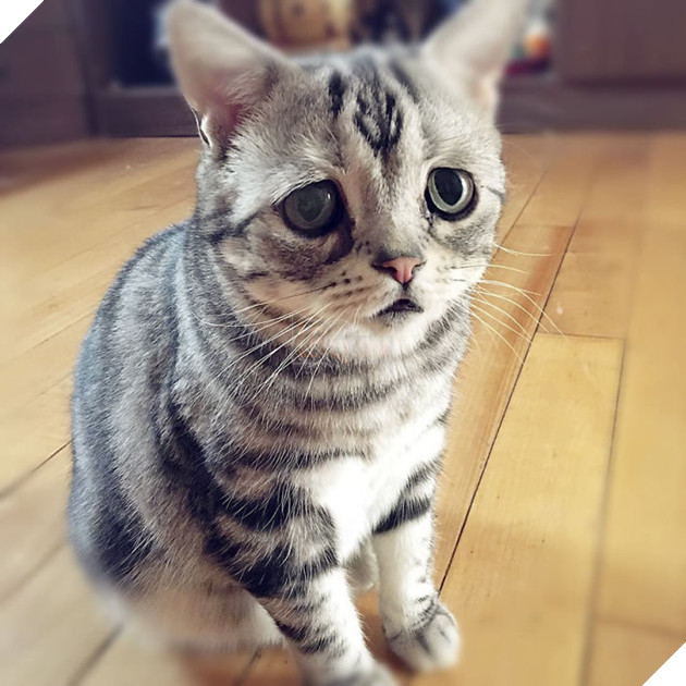 "Thế giới buồn nhất" siêu Meng mèo, và cuối cùng "anh ấy cuối cùng cười hạnh phúc" bạn bè trái tim ấm áp!