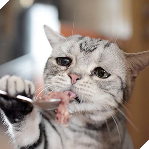 Chú mèo mặt mũi ‘bí xị’ được mệnh danh là ‘buồn nhất thế giới’, cuối cùng nó cũng nở nụ cười… 21