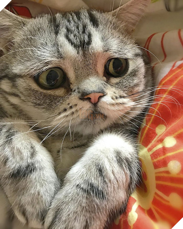 Chú mèo mặt mũi ‘bí xị’ được mệnh danh là ‘buồn nhất thế giới’, cuối cùng nó cũng nở nụ cười… 22