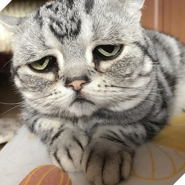 Chú mèo mặt mũi ‘bí xị’ được mệnh danh là ‘buồn nhất thế giới’, cuối cùng nó cũng nở nụ cười… 24