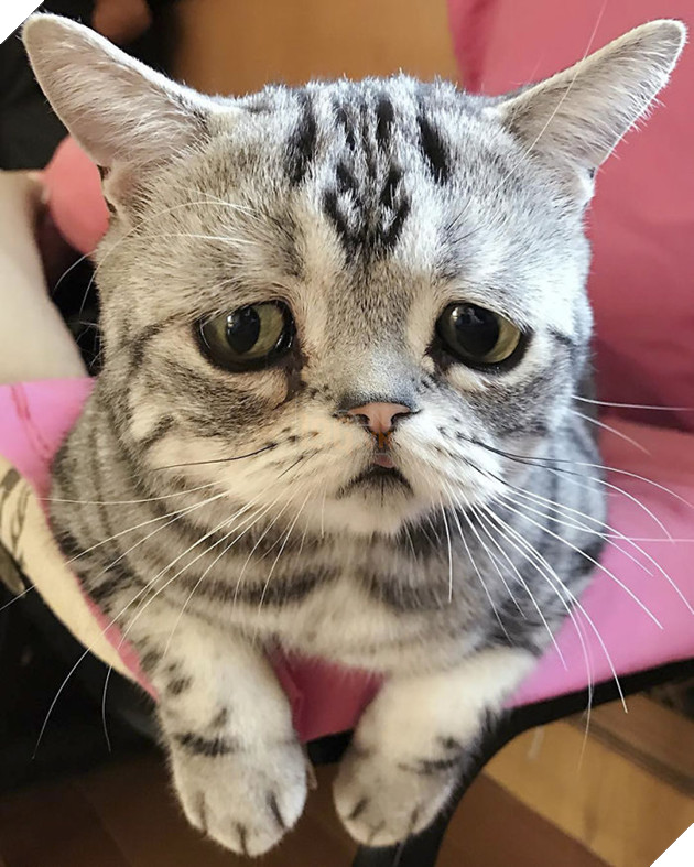 Chú mèo mặt mũi ‘bí xị’ được mệnh danh là ‘buồn nhất thế giới’, cuối cùng nó cũng nở nụ cười… 26