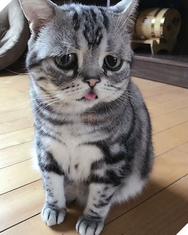 Chú mèo mặt mũi ‘bí xị’ được mệnh danh là ‘buồn nhất thế giới’, cuối cùng nó cũng nở nụ cười… 27