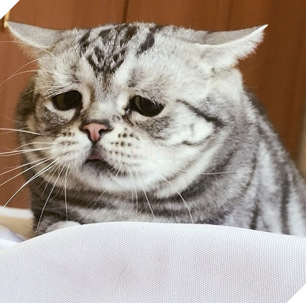 Chú mèo mặt mũi ‘bí xị’ được mệnh danh là ‘buồn nhất thế giới’, cuối cùng nó cũng nở nụ cười… 29