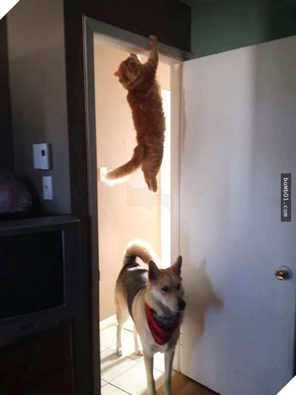 Mèo cưng biết cậu chủ nhỏ bị sốt rất khó chịu nên làm hành động này, cha mẹ bé liền chớp cơ hội chụp ngay 10