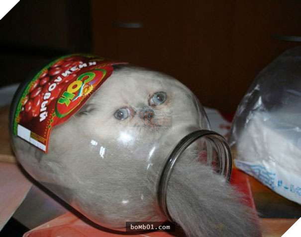 Mèo cưng biết cậu chủ nhỏ bị sốt rất khó chịu nên làm hành động này, cha mẹ bé liền chớp cơ hội chụp ngay 11