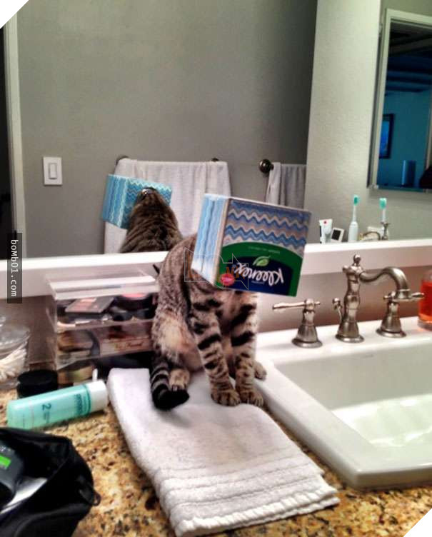 Mèo cưng biết cậu chủ nhỏ bị sốt rất khó chịu nên làm hành động này, cha mẹ bé liền chớp cơ hội chụp ngay 28