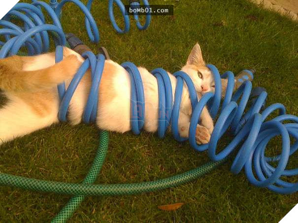 Mèo cưng biết cậu chủ nhỏ bị sốt rất khó chịu nên làm hành động này, cha mẹ bé liền chớp cơ hội chụp ngay 21