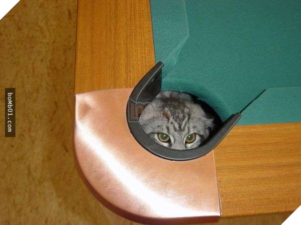 Mèo cưng biết cậu chủ nhỏ bị sốt rất khó chịu nên làm hành động này, cha mẹ bé liền chớp cơ hội chụp ngay 24