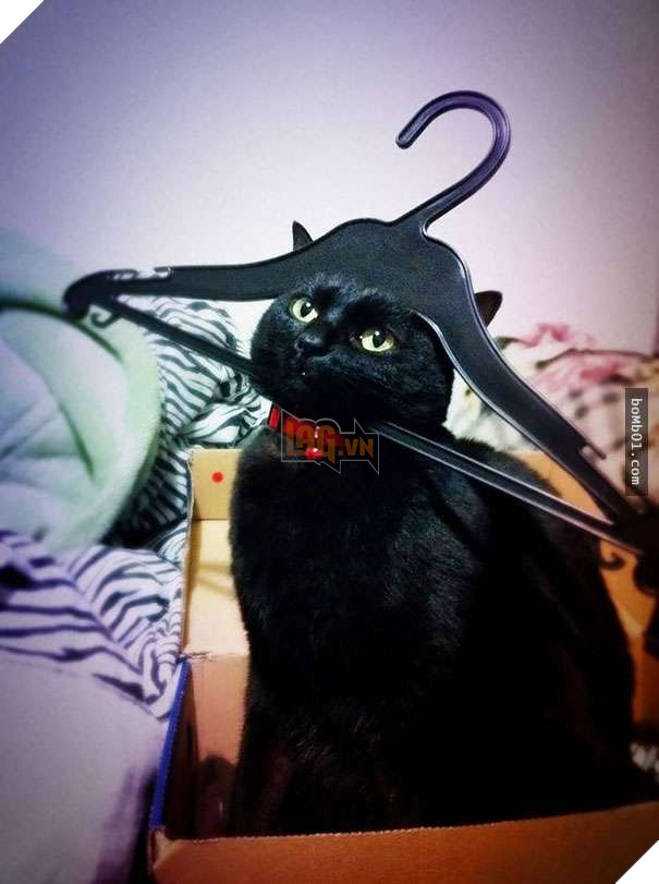 Mèo cưng biết cậu chủ nhỏ bị sốt rất khó chịu nên làm hành động này, cha mẹ bé liền chớp cơ hội chụp ngay 16