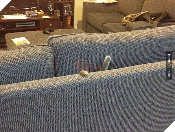 Mèo cưng biết cậu chủ nhỏ bị sốt rất khó chịu nên làm hành động này, cha mẹ bé liền chớp cơ hội chụp ngay 12