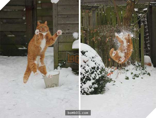 Mèo cưng biết cậu chủ nhỏ bị sốt rất khó chịu nên làm hành động này, cha mẹ bé liền chớp cơ hội chụp ngay 13