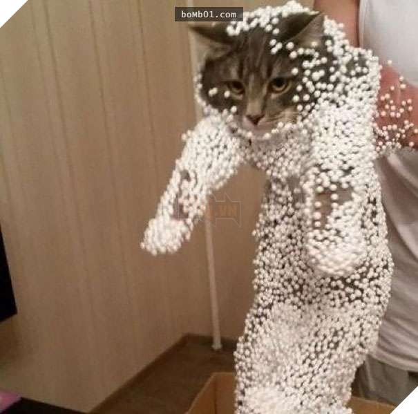 Mèo cưng biết cậu chủ nhỏ bị sốt rất khó chịu nên làm hành động này, cha mẹ bé liền chớp cơ hội chụp ngay 5