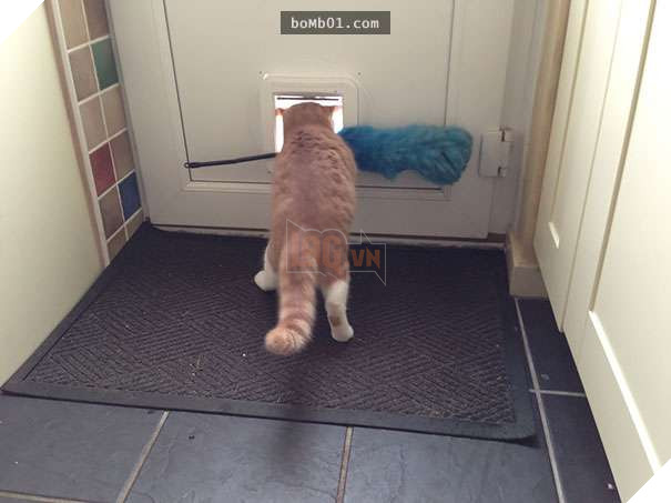 Mèo cưng biết cậu chủ nhỏ bị sốt rất khó chịu nên làm hành động này, cha mẹ bé liền chớp cơ hội chụp ngay 22