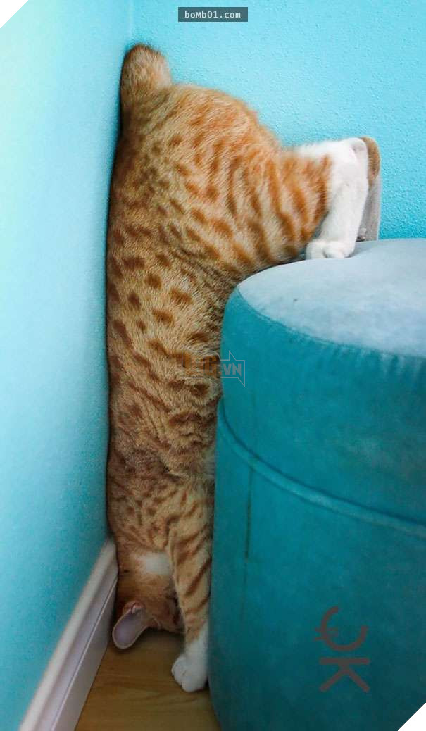 Mèo cưng biết cậu chủ nhỏ bị sốt rất khó chịu nên làm hành động này, cha mẹ bé liền chớp cơ hội chụp ngay 32