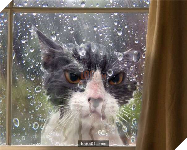 Mèo cưng biết cậu chủ nhỏ bị sốt rất khó chịu nên làm hành động này, cha mẹ bé liền chớp cơ hội chụp ngay 7