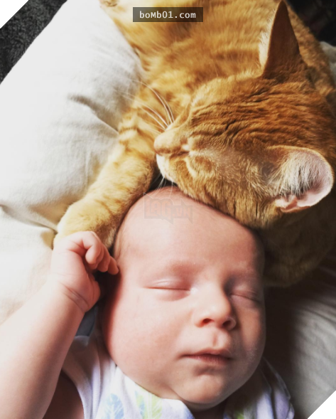 Mèo cưng biết cậu chủ nhỏ bị sốt rất khó chịu nên làm hành động này, cha mẹ bé liền chớp cơ hội chụp ngay 4