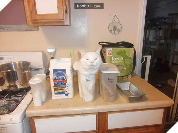 Mèo cưng biết cậu chủ nhỏ bị sốt rất khó chịu nên làm hành động này, cha mẹ bé liền chớp cơ hội chụp ngay 25