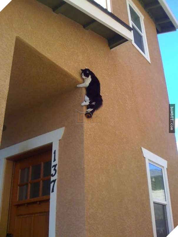 Mèo cưng biết cậu chủ nhỏ bị sốt rất khó chịu nên làm hành động này, cha mẹ bé liền chớp cơ hội chụp ngay 17