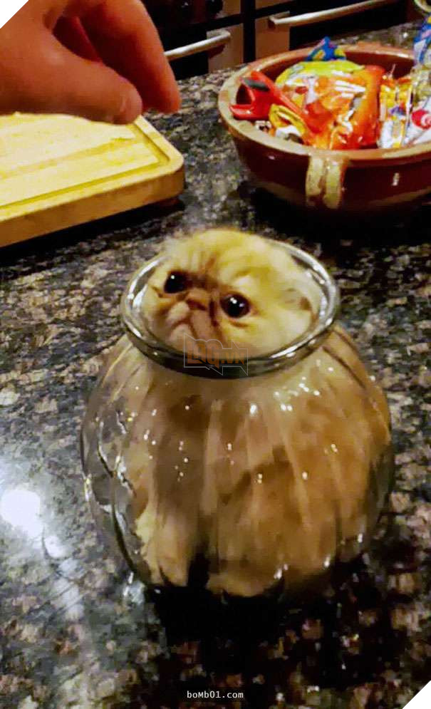 Mèo cưng biết cậu chủ nhỏ bị sốt rất khó chịu nên làm hành động này, cha mẹ bé liền chớp cơ hội chụp ngay 31