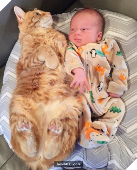 Mèo cưng biết cậu chủ nhỏ bị sốt rất khó chịu nên làm hành động này, cha mẹ bé liền chớp cơ hội chụp ngay 3