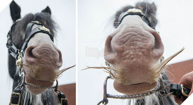 14 chú ngựa trông thật menly khi mọc râu - Ảnh 13.