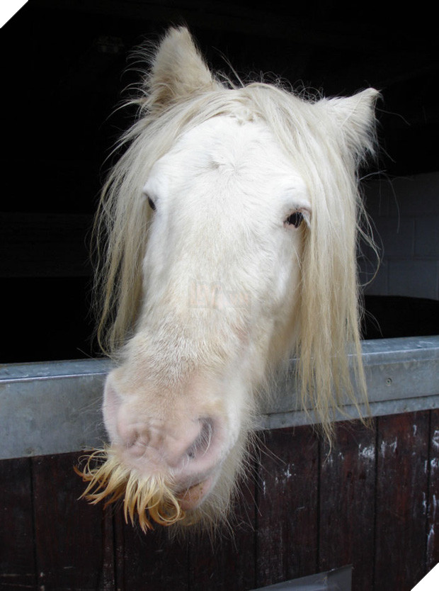 14 chú ngựa trông thật menly khi mọc râu - Ảnh 15.
