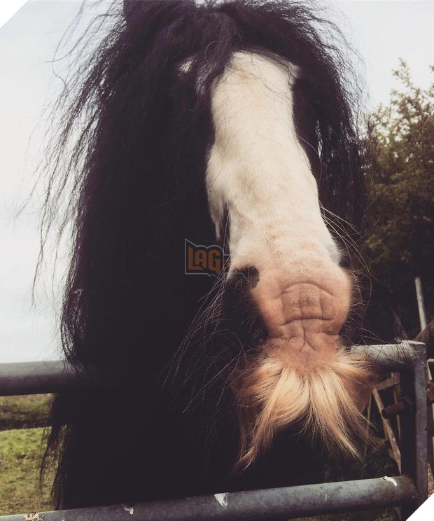 14 chú ngựa trông thật menly khi mọc râu - Ảnh 17.